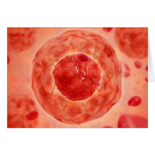 Zellkerne mit Chromosom 2