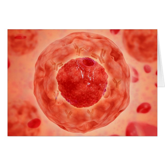 Zellkerne mit Chromosom 2 (Vorderseite (Horizontal))