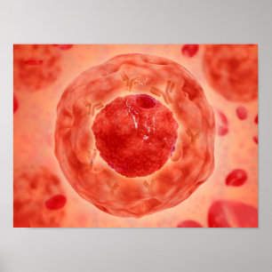 Zellkerne mit Chromosom 2 Poster