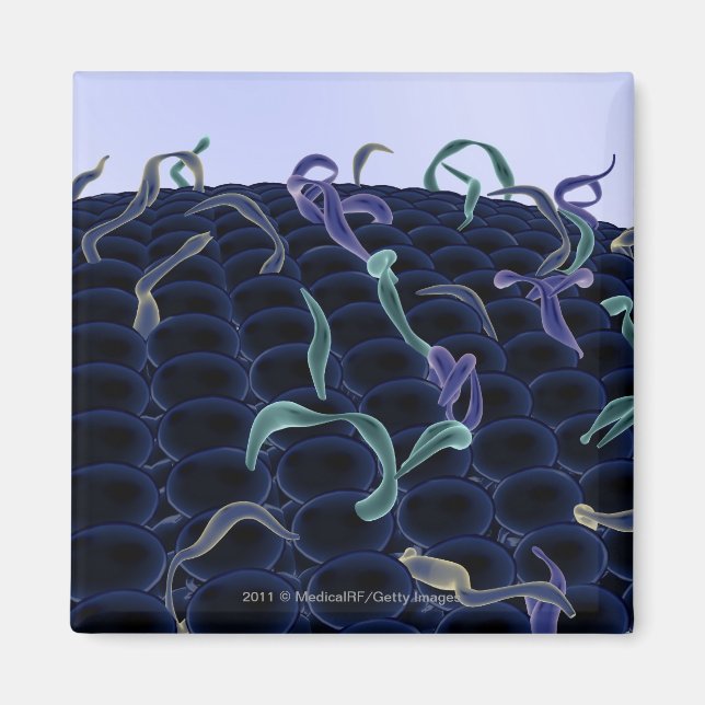 Zellmembran Magnet (Vorne)