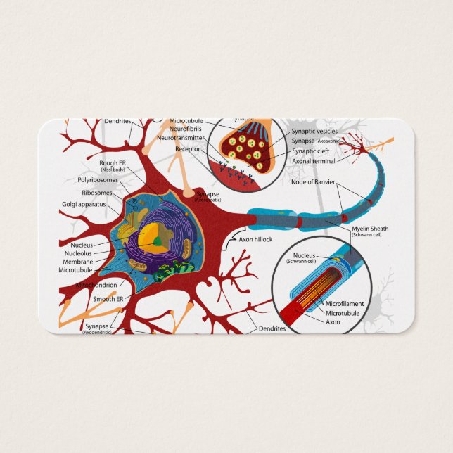 Zellneuronen gesund (Vorderseite)