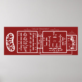 Zelluläre Atmung 42x16 Poster