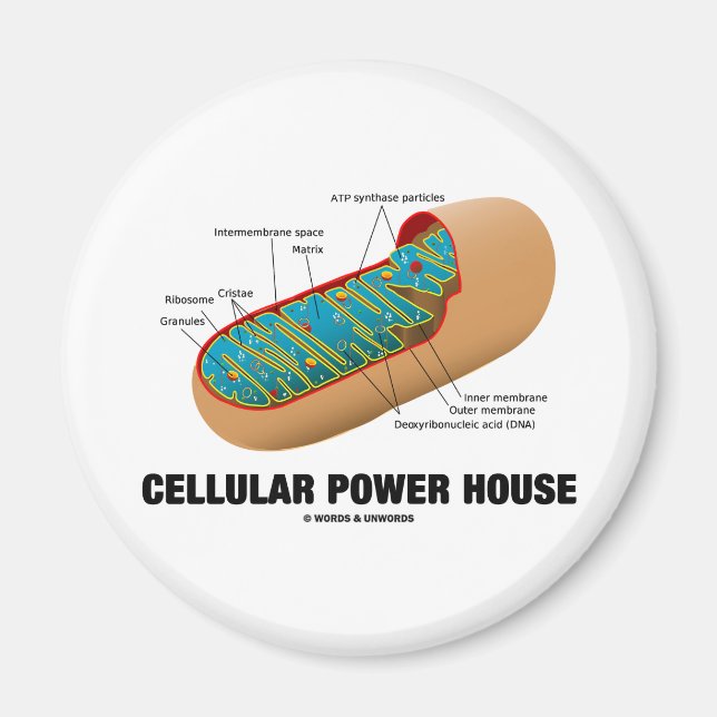 Zelluläres Power House (Mitochondrion) Magnet (Vorne)