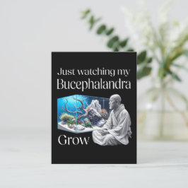Zen and Bucephalandra – The Art of Aquascaping Postkarte