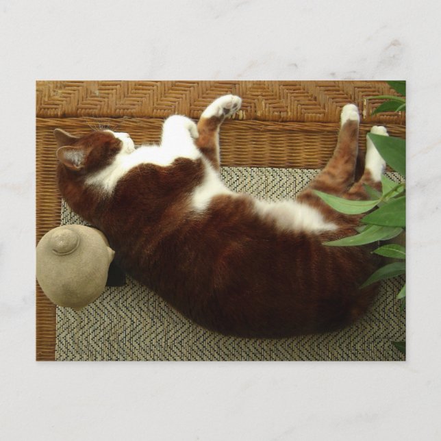 Zen Cat Postkarte (Vorderseite)