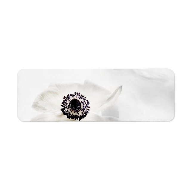 Zen High Key White Anemone über Wasser Hintergrund (Vorne)