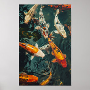 Zen-Koi-Fischplakat: 31 9 2 Koi-Fische schwimmen Poster