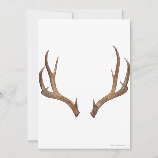 Zen Point Deer (Vorderseite)