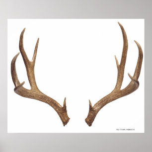 Zen Point Deer Poster