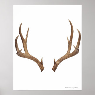 Zen Point Deer Poster