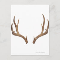 Zen Point Deer