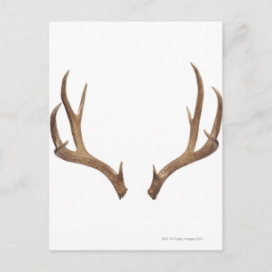 Zen Point Deer Postkarte