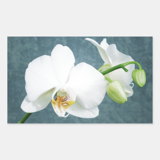 Zen White Orchid Blume Rechteckiger Aufkleber (Vorderseite)