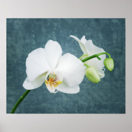 Zen White Orchid Poster