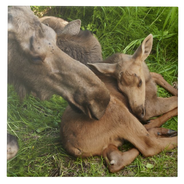 Zender Mother Moose Fliese (Vorderseite)