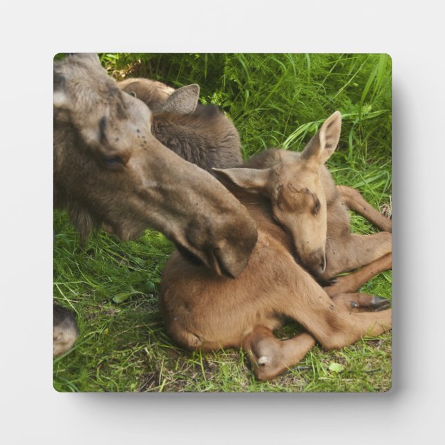 Zender Mother Moose Fotoplatte (Vorderseite)