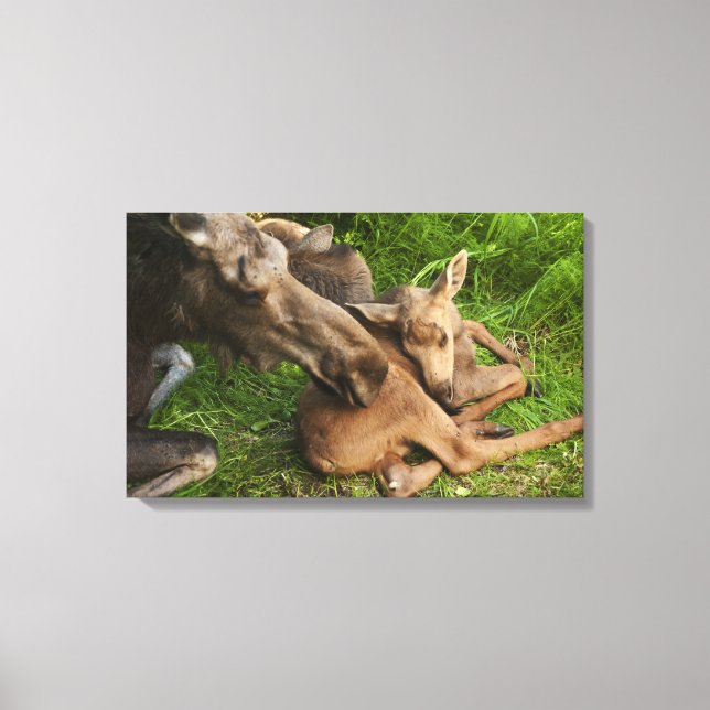 Zender Mother Moose Leinwanddruck (Vorderseite)