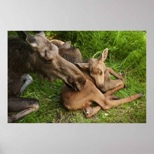Zender Mother Moose Poster (Vorne)