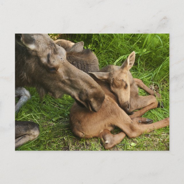 Zender Mother Moose Postkarte (Vorderseite)