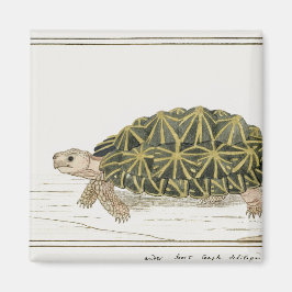 Zent Tortoise | Schildkrötenmeer Magnet