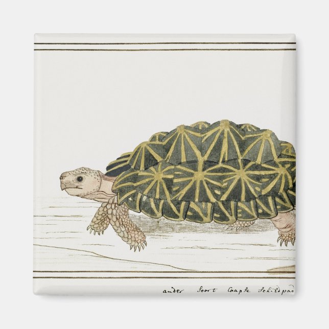 Zent Tortoise | Schildkrötenmeer Magnet (Vorne)
