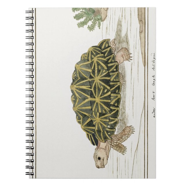 Zent Tortoise | Schildkrötenmeer Notizblock (Vorderseite)