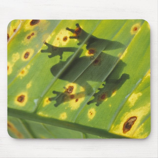 ZENTRALAMERIKA, Costa Rica, Frosch in der Hinterbe Mousepad (Vorne)