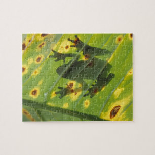 ZENTRALAMERIKA, Costa Rica, Gegenlichtfrosch auf Puzzle