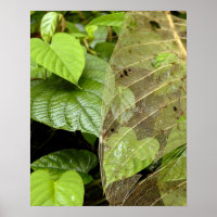 Zentralamerika, Costa Rica, Sarapiqui, Braulio