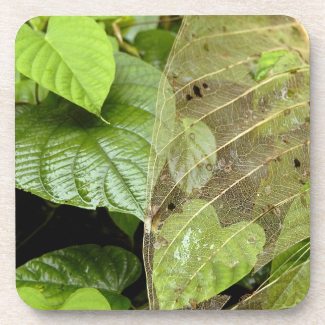 Zentralamerika, Costa Rica, Sarapiqui, Braulio Untersetzer (Vorderseite)