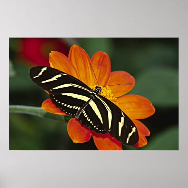 Zentralamerika, Costa Rica, Selva Verde. 4 Poster (Vorne)