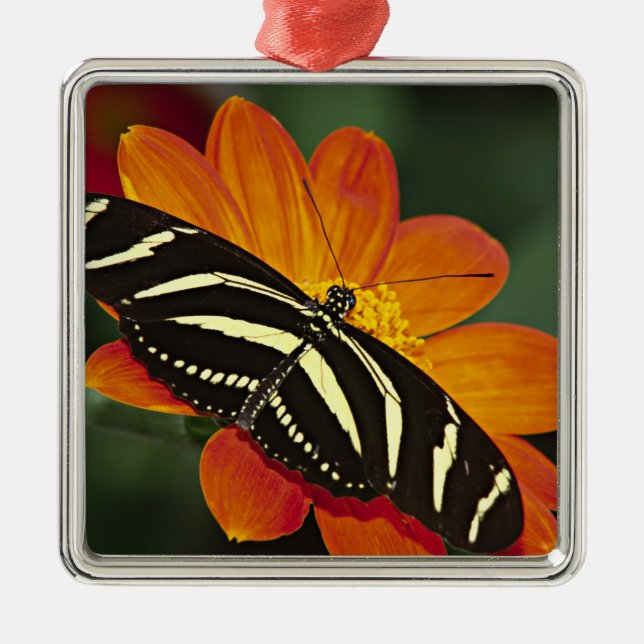 Zentralamerika, Costa Rica, Selva Verde Silbernes Ornament (Vorne)