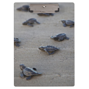 Zentralamerika, El Salvador, Pazifik Klemmbrett