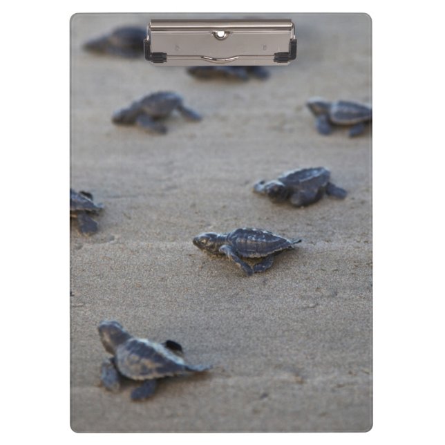 Zentralamerika, El Salvador, Pazifik Klemmbrett (Vorderseite)