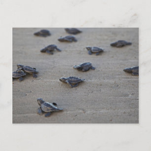 Zentralamerika, El Salvador, Pazifik Postkarte