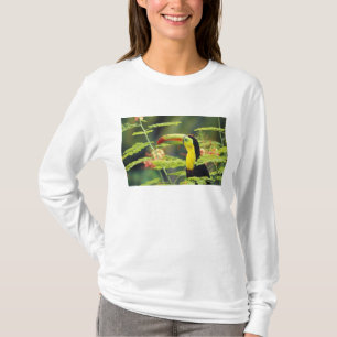 Zentralamerika, Honduras. Keilschnecken-Tukan T-Shirt