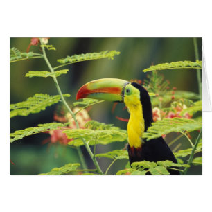Zentralamerika, Honduras. Tastenbeladener Toucan