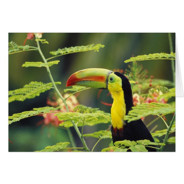 Zentralamerika, Honduras. Tastenbeladener Toucan (Vorderseite (Horizontal))