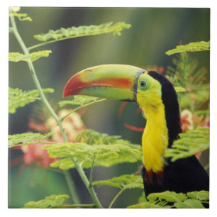 Zentralamerika, Honduras. Tastenbeladener Toucan Fliese