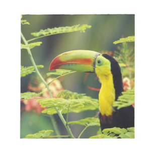 Zentralamerika, Honduras. Tastenbeladener Toucan Notizblock