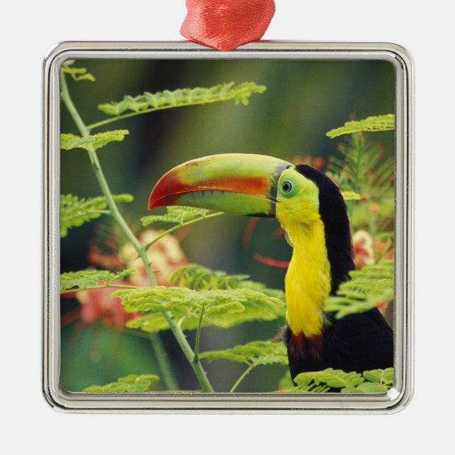 Zentralamerika, Honduras. Tastenbeladener Toucan Ornament Aus Metall (Vorne)