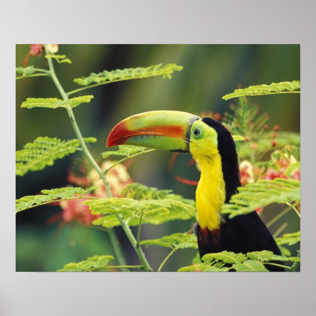 Zentralamerika, Honduras. Tastenbeladener Toucan Poster (Vorne)