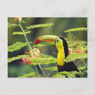Zentralamerika, Honduras. Tastenbeladener Toucan Postkarte