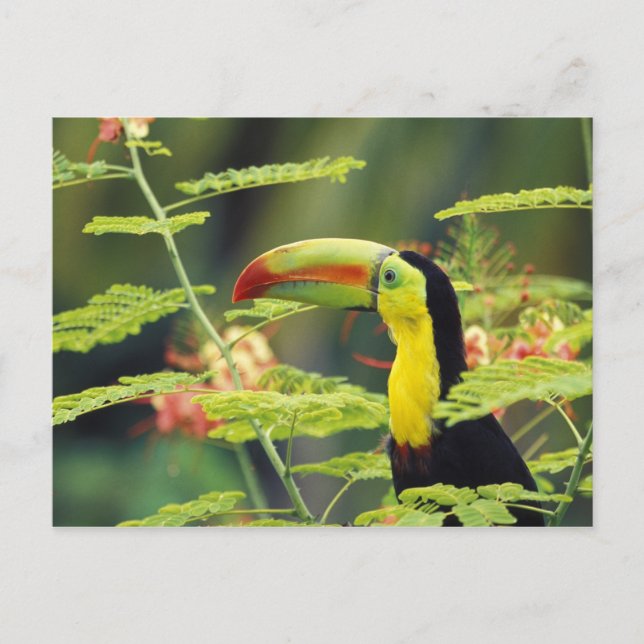 Zentralamerika, Honduras. Tastenbeladener Toucan Postkarte (Vorderseite)