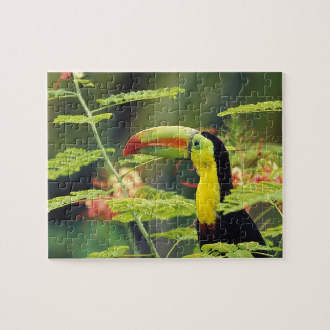 Zentralamerika, Honduras. Tastenbeladener Toucan Puzzle (Horizontal)