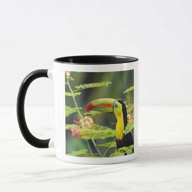 Zentralamerika, Honduras. Tastenbeladener Toucan Tasse (Links)