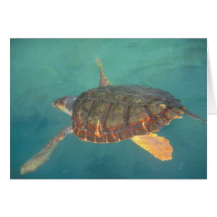 Zentralamerika, Panama, Bocas del Torro