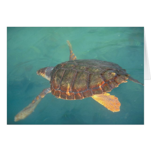 Zentralamerika, Panama, Bocas del Torro (Vorderseite (Horizontal))