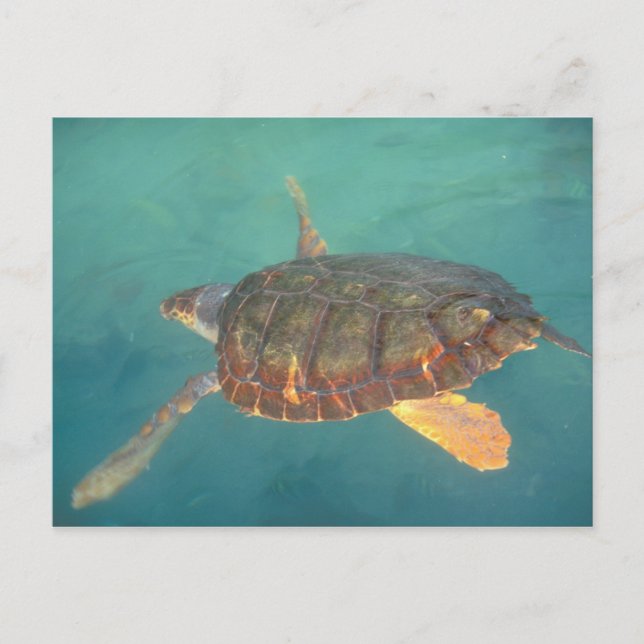 Zentralamerika, Panama, Bocas del Torro Postkarte (Vorderseite)