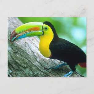 ZENTRALAMERIKA, Panama, Borro Colorado Island 2 Postkarte